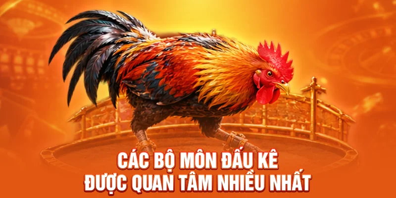 Các bộ môn đấu kê được quan tâm nhiều nhất 