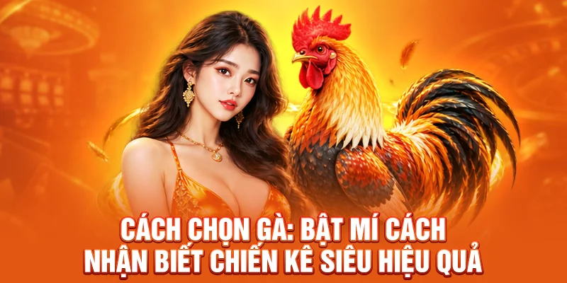Cách Chọn Gà: Cách Nhận Biết Chiến Kê Hiệu Quả Cùng JW88 